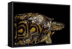 Rhinoclemmys Pulcherrima Manni (Painted Wood Turtle)-Paul Starosta-Framed Stretched Canvas