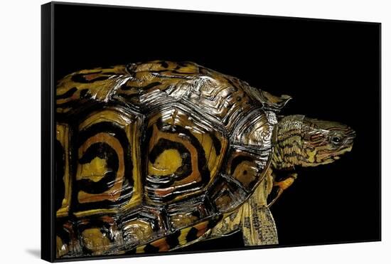 Rhinoclemmys Pulcherrima Manni (Painted Wood Turtle)-Paul Starosta-Framed Stretched Canvas