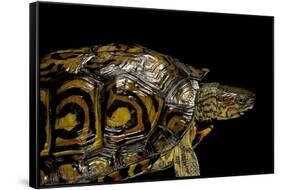 Rhinoclemmys Pulcherrima Manni (Painted Wood Turtle)-Paul Starosta-Framed Stretched Canvas