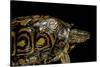 Rhinoclemmys Pulcherrima Manni (Painted Wood Turtle)-Paul Starosta-Stretched Canvas