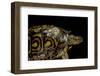 Rhinoclemmys Pulcherrima Manni (Painted Wood Turtle)-Paul Starosta-Framed Premium Photographic Print