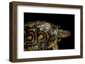 Rhinoclemmys Pulcherrima Manni (Painted Wood Turtle)-Paul Starosta-Framed Photographic Print