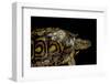 Rhinoclemmys Pulcherrima Manni (Painted Wood Turtle)-Paul Starosta-Framed Photographic Print