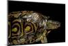 Rhinoclemmys Pulcherrima Manni (Painted Wood Turtle)-Paul Starosta-Mounted Photographic Print