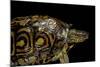 Rhinoclemmys Pulcherrima Manni (Painted Wood Turtle)-Paul Starosta-Mounted Photographic Print