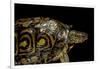 Rhinoclemmys Pulcherrima Manni (Painted Wood Turtle)-Paul Starosta-Framed Photographic Print