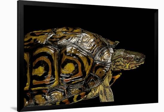 Rhinoclemmys Pulcherrima Manni (Painted Wood Turtle)-Paul Starosta-Framed Photographic Print