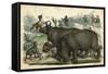 Rhinos Cornered-null-Framed Stretched Canvas