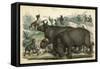 Rhinos Cornered-null-Framed Stretched Canvas