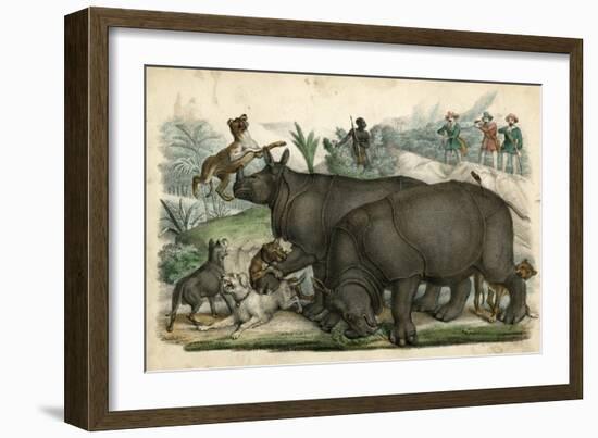 Rhinos Cornered-null-Framed Art Print