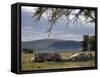 Rhinos Rest under the Shade of a Tree in Lake Nakuru National Park, Kenya, East Africa, Africa-Andrew Mcconnell-Framed Stretched Canvas