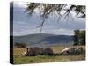 Rhinos Rest under the Shade of a Tree in Lake Nakuru National Park, Kenya, East Africa, Africa-Andrew Mcconnell-Stretched Canvas