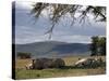 Rhinos Rest under the Shade of a Tree in Lake Nakuru National Park, Kenya, East Africa, Africa-Andrew Mcconnell-Stretched Canvas