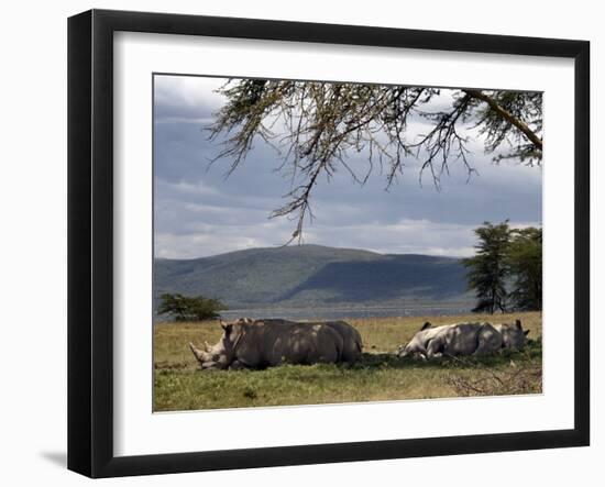 Rhinos Rest under the Shade of a Tree in Lake Nakuru National Park, Kenya, East Africa, Africa-Andrew Mcconnell-Framed Photographic Print