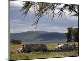 Rhinos Rest under the Shade of a Tree in Lake Nakuru National Park, Kenya, East Africa, Africa-Andrew Mcconnell-Mounted Photographic Print