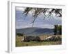 Rhinos Rest under the Shade of a Tree in Lake Nakuru National Park, Kenya, East Africa, Africa-Andrew Mcconnell-Framed Photographic Print