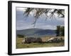 Rhinos Rest under the Shade of a Tree in Lake Nakuru National Park, Kenya, East Africa, Africa-Andrew Mcconnell-Framed Photographic Print