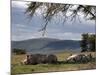 Rhinos Rest under the Shade of a Tree in Lake Nakuru National Park, Kenya, East Africa, Africa-Andrew Mcconnell-Mounted Photographic Print