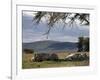 Rhinos Rest under the Shade of a Tree in Lake Nakuru National Park, Kenya, East Africa, Africa-Andrew Mcconnell-Framed Photographic Print