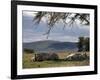 Rhinos Rest under the Shade of a Tree in Lake Nakuru National Park, Kenya, East Africa, Africa-Andrew Mcconnell-Framed Photographic Print