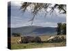 Rhinos Rest under the Shade of a Tree in Lake Nakuru National Park, Kenya, East Africa, Africa-Andrew Mcconnell-Stretched Canvas