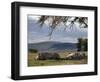 Rhinos Rest under the Shade of a Tree in Lake Nakuru National Park, Kenya, East Africa, Africa-Andrew Mcconnell-Framed Photographic Print