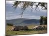 Rhinos Rest under the Shade of a Tree in Lake Nakuru National Park, Kenya, East Africa, Africa-Andrew Mcconnell-Mounted Photographic Print