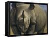 Rhinos-Dan Craig-Framed Stretched Canvas