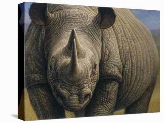 Rhinos-Dan Craig-Stretched Canvas