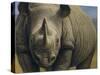 Rhinos-Dan Craig-Stretched Canvas