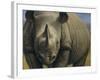 Rhinos-Dan Craig-Framed Giclee Print