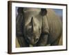 Rhinos-Dan Craig-Framed Giclee Print