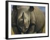 Rhinos-Dan Craig-Framed Giclee Print