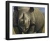 Rhinos-Dan Craig-Framed Giclee Print