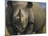 Rhinos-Dan Craig-Mounted Giclee Print