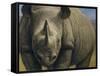 Rhinos-Dan Craig-Framed Stretched Canvas