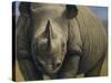 Rhinos-Dan Craig-Stretched Canvas