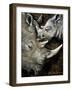 Rhinos-Cherie Roe Dirksen-Framed Giclee Print