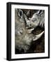 Rhinos-Cherie Roe Dirksen-Framed Giclee Print