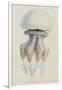 Rhizophora, Tenby, 1854: Barrel Jellyfish-Philip Henry Gosse-Framed Giclee Print