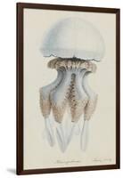 Rhizophora, Tenby, 1854: Barrel Jellyfish-Philip Henry Gosse-Framed Giclee Print