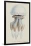 Rhizophora, Tenby, 1854: Barrel Jellyfish-Philip Henry Gosse-Framed Giclee Print