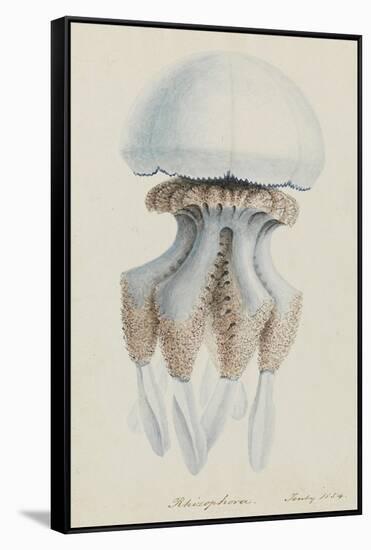 Rhizophora, Tenby, 1854: Barrel Jellyfish-Philip Henry Gosse-Framed Stretched Canvas