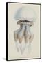 Rhizophora, Tenby, 1854: Barrel Jellyfish-Philip Henry Gosse-Framed Stretched Canvas