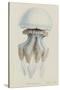 Rhizophora, Tenby, 1854: Barrel Jellyfish-Philip Henry Gosse-Stretched Canvas