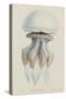 Rhizophora, Tenby, 1854: Barrel Jellyfish-Philip Henry Gosse-Stretched Canvas