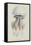 Rhizophora, Tenby, 1854: Barrel Jellyfish-Philip Henry Gosse-Framed Stretched Canvas