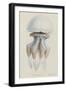 Rhizophora, Tenby, 1854: Barrel Jellyfish-Philip Henry Gosse-Framed Giclee Print