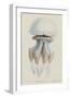 Rhizophora, Tenby, 1854: Barrel Jellyfish-Philip Henry Gosse-Framed Giclee Print