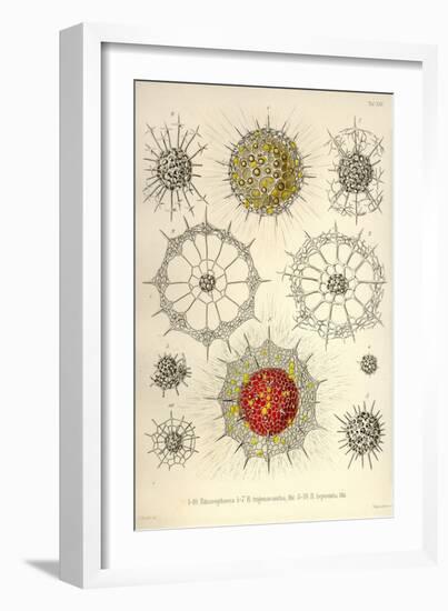 Rhizosphaera, R. Trigonacantha, R. Leptomita-Ernst Haeckel-Framed Art Print